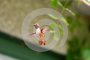 Male Rufous hummingbird hovering in the air.