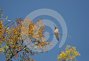 Male Rufous Hummingbird on Pepper Tree