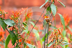 Male Rufous Hummingbird Perched on Green Branch Surrounded by Flowers