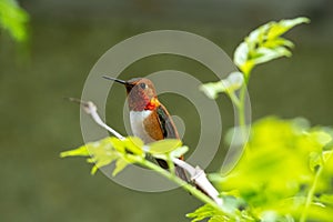 Male Rufous hummingbird perching on the branch.