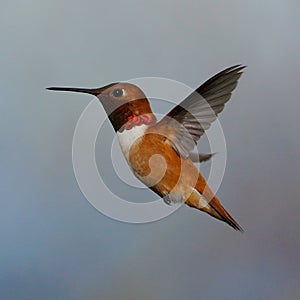 Male Rufous Hummingbird