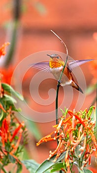 Male Rufous Hummingbird About to Start Flying