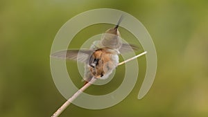 A male Rufous Hummingbird vigorously shakes rain drops from it\'s head and wings