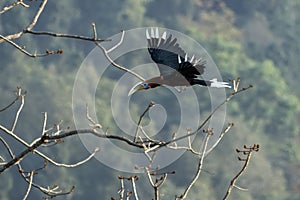 A male rufous-necked hornbill or Aceros nipalensis observed in Latpanchar in West Bengal, India