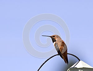 Male Rufus Hummingbird Sitting On Wire