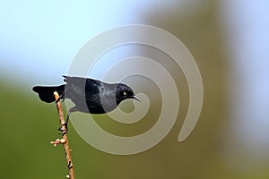 Male Rusty Blackbird