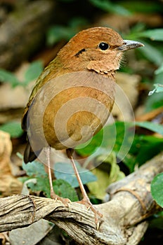 Male rusty-naped pitta