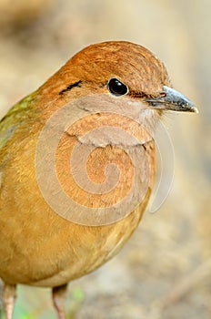 Male rusty-naped pitta