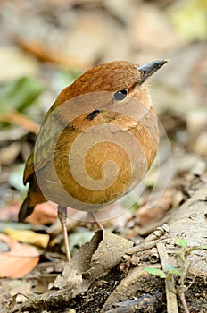 Male rusty-naped pitta