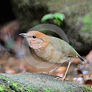 Male Rusty-naped Pitta