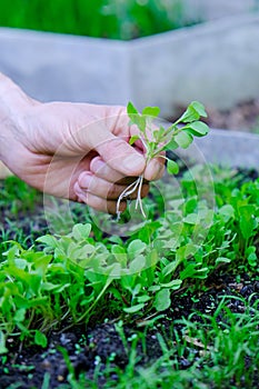 Male`s hand holding bunch of microgreens on seedbed background. Farmer inspect fresh rocket salad sprouts in garden. Healthy