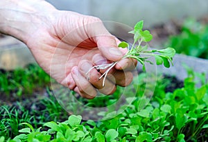 Male`s hand holding microgreens on seedbed background. Farmer inspect fresh rocket salad sprouts in garden. Healthy food concept