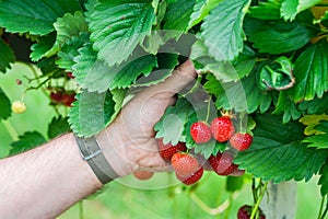 A male`s hand holding strawberries growing on a bush