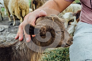 Male`s hand stroking brown lamb