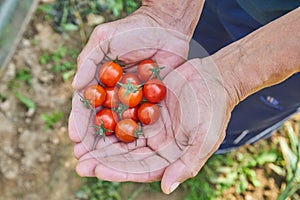 Male`s hands harvesting fresh tomatoes in the garden in a sunny day. Farmer picking organic tomatoes. Vegetable Growing concept