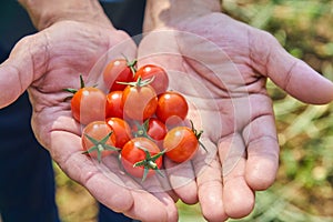 Male`s hands harvesting fresh tomatoes in the garden in a sunny day. Farmer picking organic tomatoes. Vegetable Growing concept