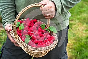 A male`s hands holding a basket full of freshly picked fruit