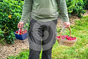 A male`s hands holding a basket full of freshly picked fruit