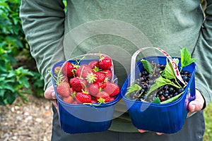 A male`s hands holding a basket full of freshly picked fruit