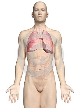 A maleÃÂ´s lung photo