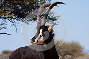 Male sable antelope photo