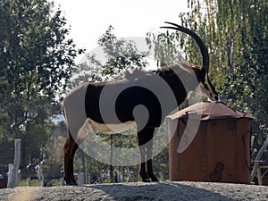 male Sable antelope, Hippotragus niger, stands on a raised knoll