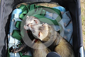 Male sable hob ferrets on an outing
