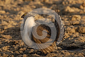 Male Sage Grouse