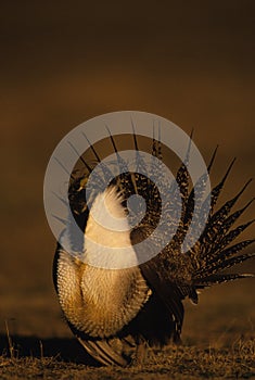 Male Sage Grouse