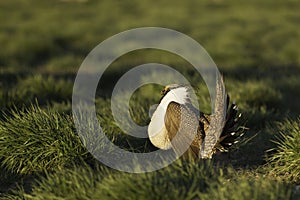 Male Sage Grouse (Centrocercus urophasianus) dances on the lek in golden morning sunlight photo