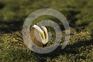 Male Sage Grouse inflates its air sacs while displaying on lek in golden sunlight photo
