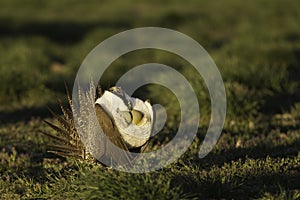 Male Sage Grouse inflates it's air sacs while strutting on a lek in the golden morning light photo