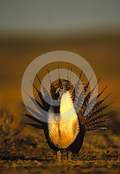 Male Sage Grouse Strutting