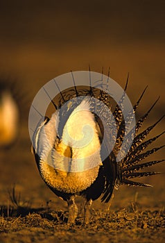 Male Sage Grouse Strutting