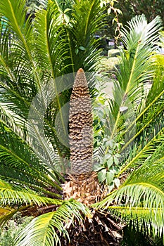 Male Sago Palm Flower in bloom