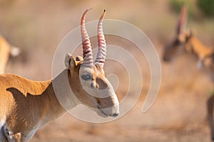 Male Saiga antelope or Saiga tatarica