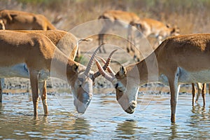 Male Saiga antelope or Saiga tatarica photo