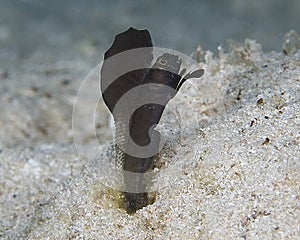 Male Sailfin Blenny