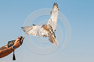 Male saker falcon during a falconry flight show in Dubai, UAE.