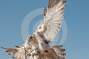 Male saker falcon during a falconry flight show in Dubai, UAE.