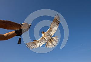 Male saker falcon during a falconry flight show in Dubai, UAE.