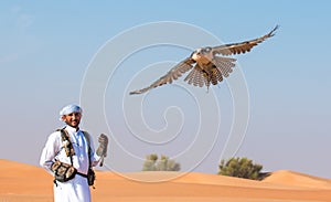 Male saker falcon during a falconry flight show in Dubai, UAE.