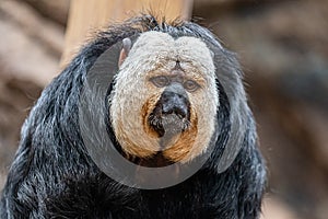 Male Saki Monkey at Furuvik Zoo