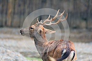 Male Sambar Deer
