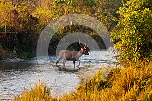 Male Sambar stag photo