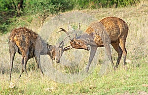 Male sambar deer fighting for territory and dominance in Ranthambhore forest