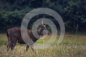 Male sambar deer in khao yai national park thailand