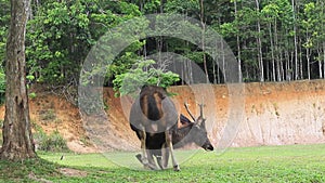 male sambar deer in khaoyai national park relaxing on jungle field