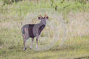 Male Sambar deer(Rusa unicolor ) photo