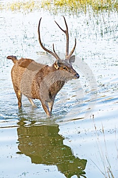 Male sambar deer, Rusa unicolor crossing river in Ranthambhore forest